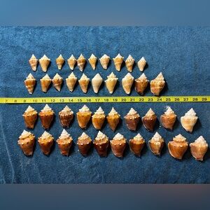 40 Florida Fighting Conch Shells.  Wide variety of shapes & sizes. Crafting!!!